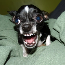 Chihuahua, funny