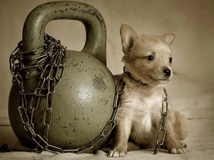 Puppy, Orb, chain, Chihuahua
