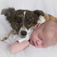 Chihuahua, dog, Sleeping, Baby