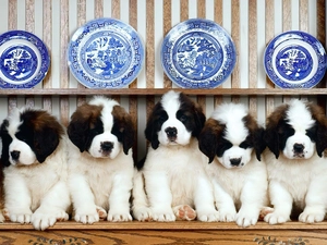 china, puppies, Bernard