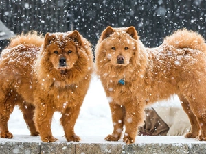 winter, Dogs, Chow chow, Two cars