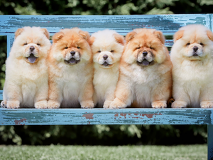 five, Chow chow, Bench, puppies