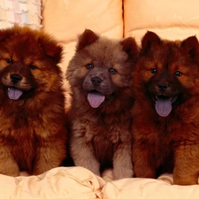 Chow chow, puppies