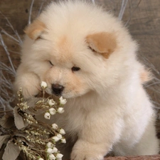 Chow, puppie, small, Chow, White