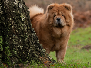 trees, viewes, Chow chow, trunk, dog