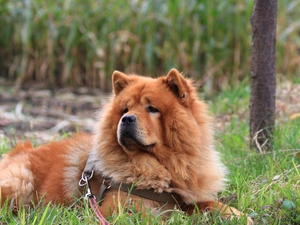 Chow chow, grass, dog