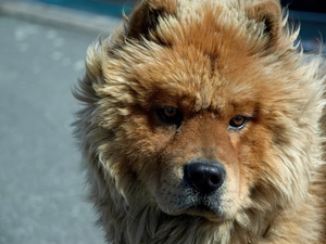 mouth, doggy, Chow chow