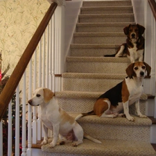 christmas tree, Stairs, Three, Beagle Harriery