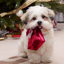 christmas tree, Present, dog