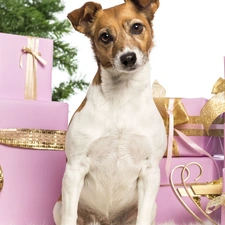 christmas tree, gifts, Jack Russel Terrier