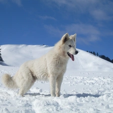 christmas tree, snow, Shepherd US-Canadian