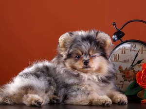 dog, Clock, Colourfull Flowers, point