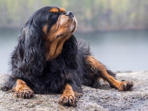 closed, dog, raised, King Charles Spaniel, lying, Eyes, Head
