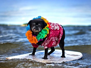 Funny, clothes, dog, pug, Black