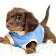 dachshund, clothes, honeyed, doggie