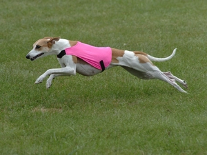 clothes, Whippet, Pink