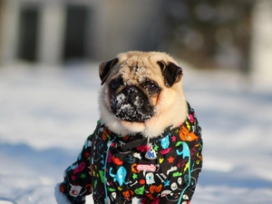 clothes, pug, snow