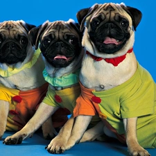 clothes, color, Three, pugs