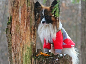 clothes, Papillon, trees