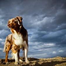 storm, clouds, dog