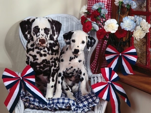 Dalmatians, Two cars, cloves, bows, Armchair, Dogs