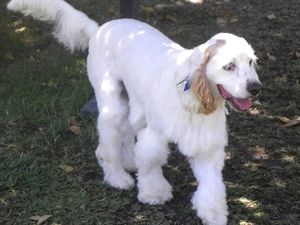 Clumber spaniel