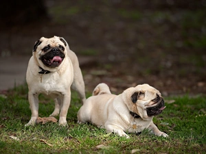 pugs, rivers, Meadow, coast