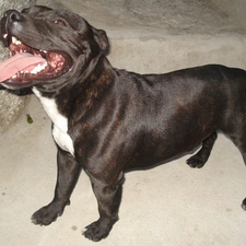 coat, chocolate, mouth, Staffordshire Bull Terrier