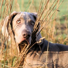 Grey, coat, Weimaraner