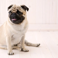 sand, coat, pug