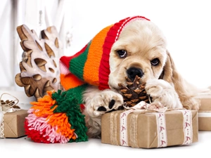 Hat, gifts, American Cocker Spaniel, Christmas, doggy
