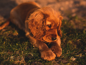 dog, Spaniel, Puppy, Cocker
