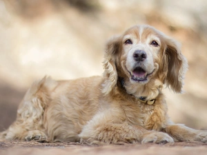 fuzzy, background, English Cocker Spaniel, Puppy, dog
