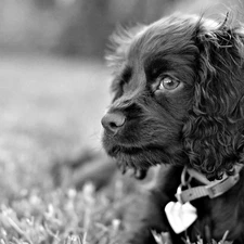 English Cocker Spaniel, dog-collar, dog, ears