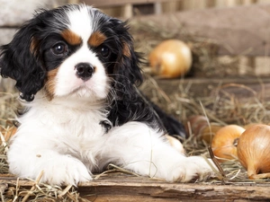 Puppy, Cocker, dog