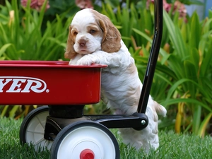 Puppy, Spaniel, trolley, Cocker