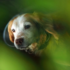 rapprochement, Cocker Spaniel