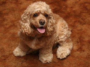 American Cocker Spaniel, honeyed, puppie