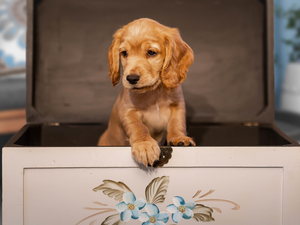 dog, Cocker Spaniel, box, Puppy