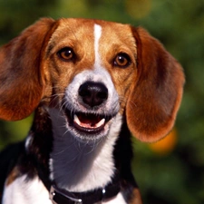 dog-collar, Beagle