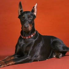 dog-collar, Doberman