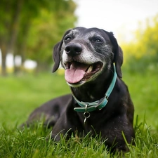 dog-collar, Labrador, retriever, Black, grass, dog