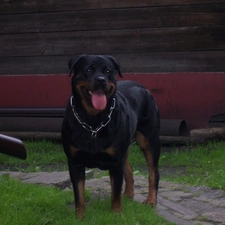 dog-collar, Rottweiler