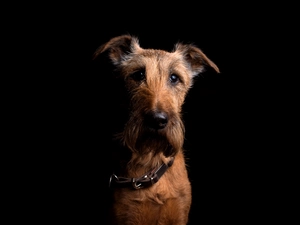 dog-collar, dog, Irish Terrier