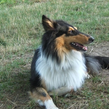 collar, White, dog, Collie