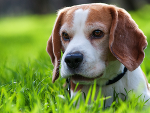 grass, Beagle, dog-collar