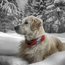 dog-collar, snow, dog, winter, Golden Retriever, many