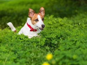 trefoil, doggy, dog-collar