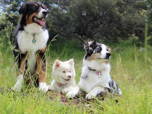 Three, Dogs, Australian Shepherd, Finnish Lapphund, Border Collie