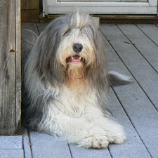 Bearded collie, Big